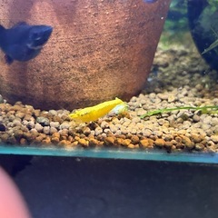 黄金エビ　シュリンプ　イエローシュリンプの画像