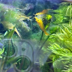 黄金エビ　シュリンプ　イエローシュリンプの画像