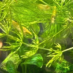 黄金エビ　シュリンプ　イエローシュリンプの画像