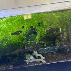 ブラックモーリーの画像