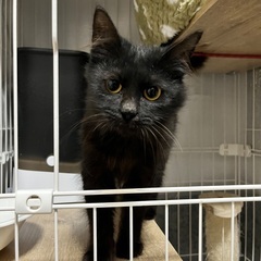 ハロウィン前日保護♪白血病キャリアの仔猫