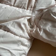 Petit main  110の画像