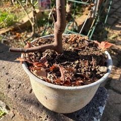 イチジク　苗木　ガーデン　ガーデニングの画像