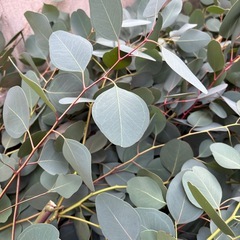 ユーカリ　ポポラスの画像