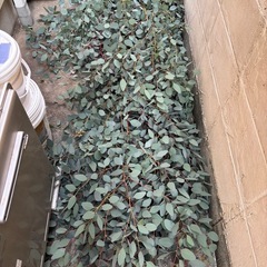 ユーカリ　ポポラスの画像