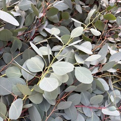 ユーカリ　ポポラスの画像