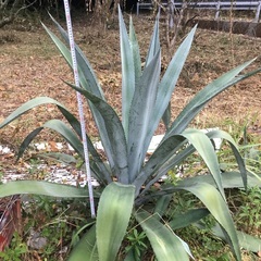 アガベ　特大の画像