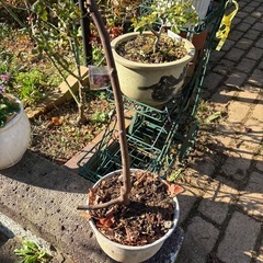 イチジク　苗木　ガーデン　ガーデニングの画像