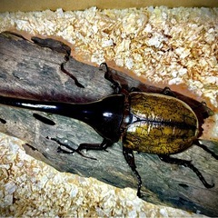 D,Hヘラクレス 大型血統
幼虫 173×71