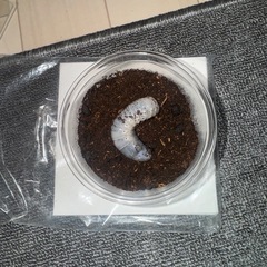 D,Hヘラクレス 大型血統
幼虫 173×71の画像