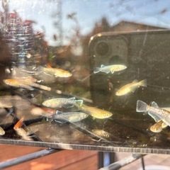 残りわずかMIX1匹100円の画像