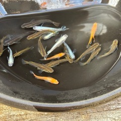 残りわずかMIX1匹100円の画像