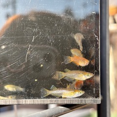 残りわずかMIX1匹100円の画像