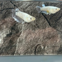 メダカ　ネプフリの画像