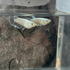 メダカ　ネプフリの画像