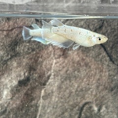 メダカ　ネプフリの画像