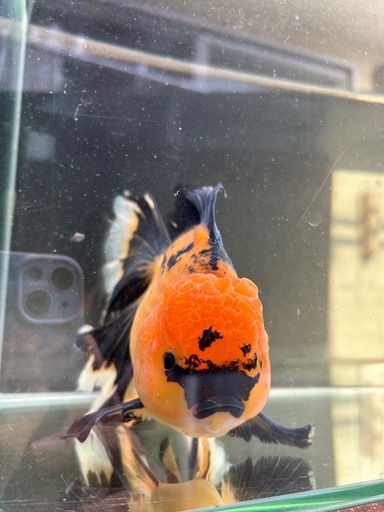 ハーフムーンオランダ　中国産　金魚　オランダ　獅子頭