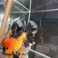 ハーフムーンオランダ　中国産　金魚　オランダ　獅子頭の画像