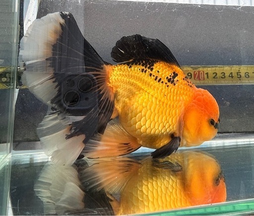 ハーフムーンオランダ　中国産　金魚　オランダ　獅子頭