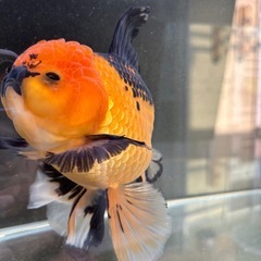 ハーフムーンオランダ　中国産　金魚　オランダ　獅子頭の画像