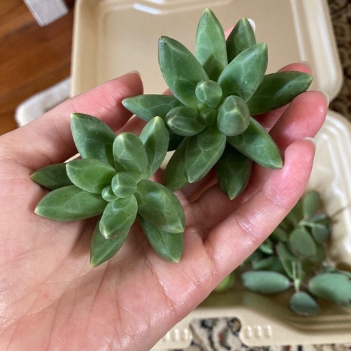 🌱多肉植物カット苗詰め合わせ (Anri☆プロフ必読) 浦添の家庭用品