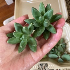🌱多肉植物カット苗　詰め合わせの画像