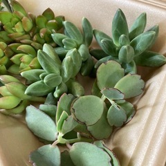 🌱多肉植物カット苗　詰め合わせの画像