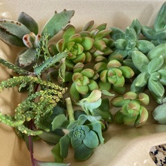 🌱多肉植物カット苗　詰め合わせの画像