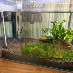 26cm水槽セット（フィルター・ソイル・ホース付き）の画像