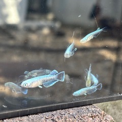 残りわずかエメキン1匹200円の画像