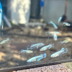 残りわずかエメキン1匹200円の画像