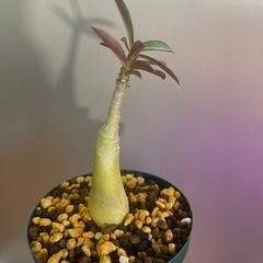 アデニウム　アラビクムの画像