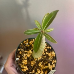 アデニウム　アラビクムの画像