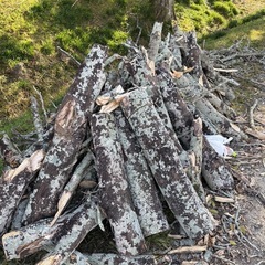 木材　材木　薪　木　無料の画像