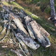 木材　材木　薪　木　無料の画像