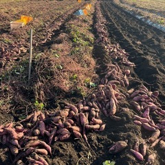 🍠サツマイモ🍠さつまいも🍠芋の画像
