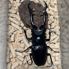 ギラファノコギリクワガタ幼虫【セット売り】の画像