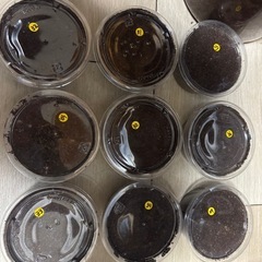 ギラファノコギリクワガタ幼虫【セット売り】の画像