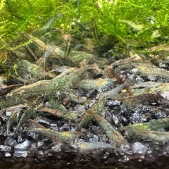 【決定済】🐠ミナミヌマエビ 成体 全長±2〜3.5㎝ 1匹15円 ウィローモス付き&匹数オマケあり【在庫200匹以上】No.18の画像