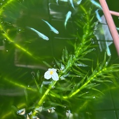 PSB(光合成細菌)900mlの画像