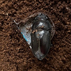 北海道産ノコギリクワガタ♂大型ブリード個体67㍉の画像