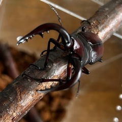 北海道産ノコギリクワガタ♂大型ブリード個体67㍉の画像