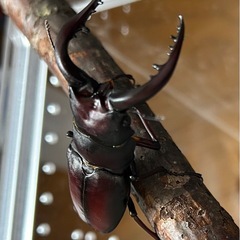 北海道産ノコギリクワガタ♂大型ブリード個体67㍉の画像