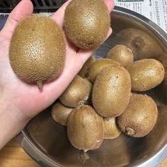 値下げ‼️
完全無農薬‼️キウイフルーツ1キロ以上②の画像