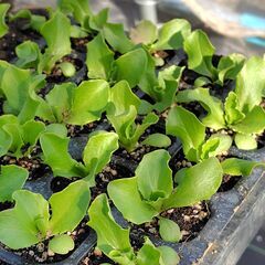 家庭菜園　レタスの苗　無料の画像