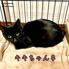 里親さん・一時預かりさん募集