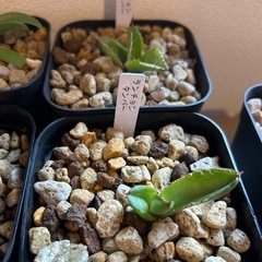 アガベ　子株色々
の画像