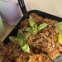 アガベ　子株色々
の画像