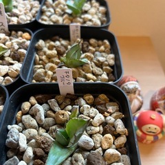 アガベ　子株色々
の画像