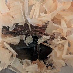 ✨️エレファスゾウカブト成虫ペア✨️の画像